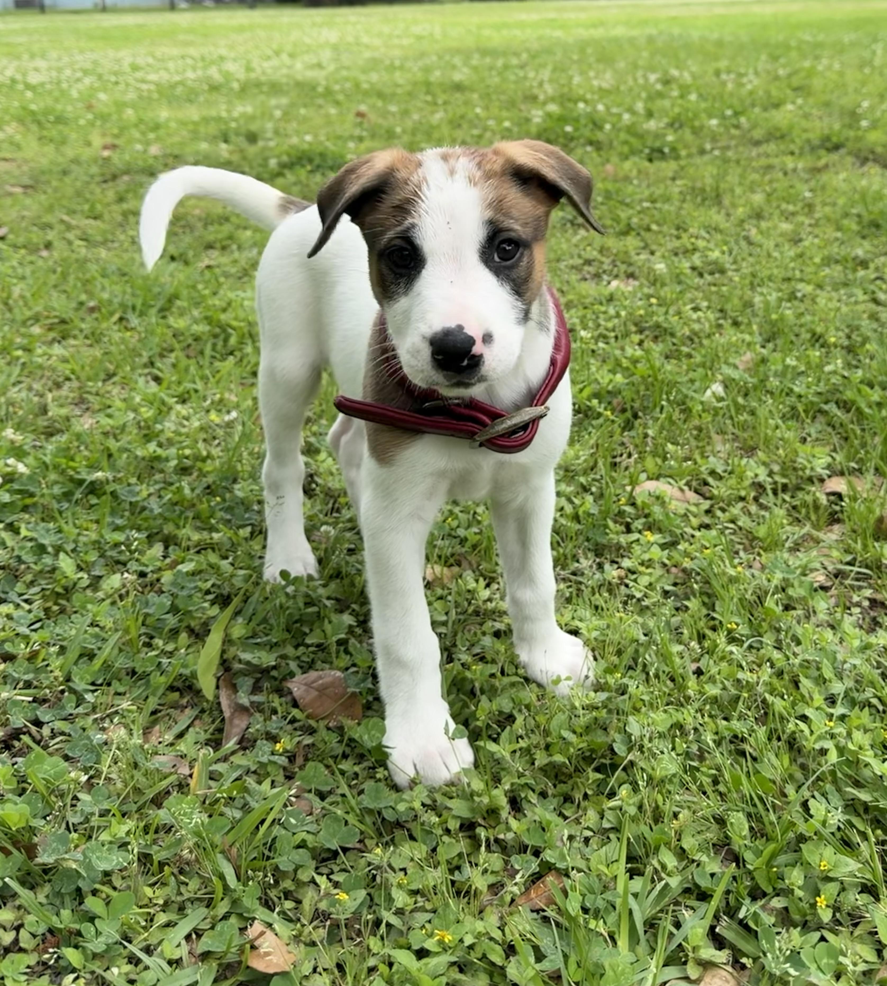 Enlarge Arcelia, a Adoptable mixed breed in Albany, NY image 2/6