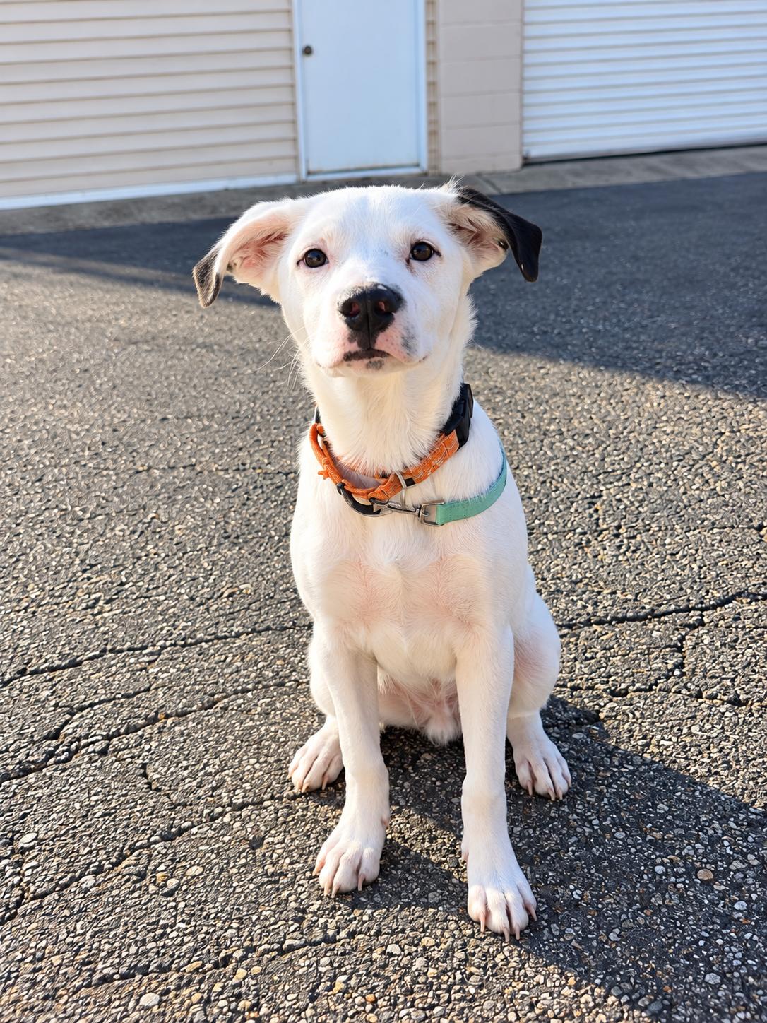 Oliver, Adoptable, Puppy Male Collie.