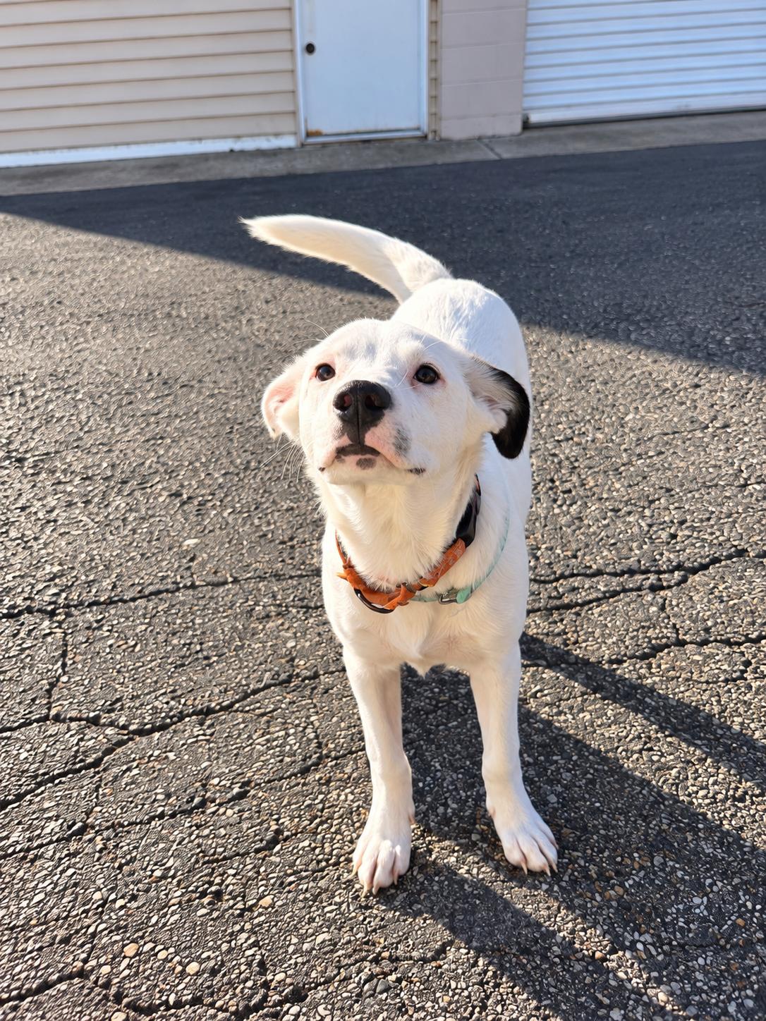 Enlarge Oliver, a Adoptable mixed breed in Grand Rapids, MI image 2/2