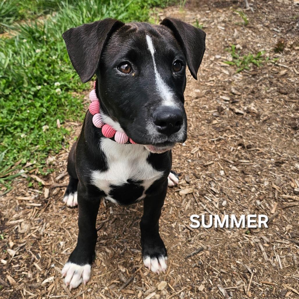 Enlarge Summer, a Adoptable mixed breed in Madisonville, TN image 1/3
