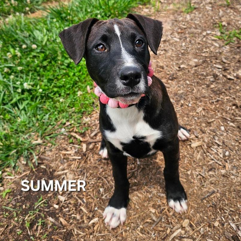 Enlarge Summer, a Adoptable mixed breed in Madisonville, TN image 2/3