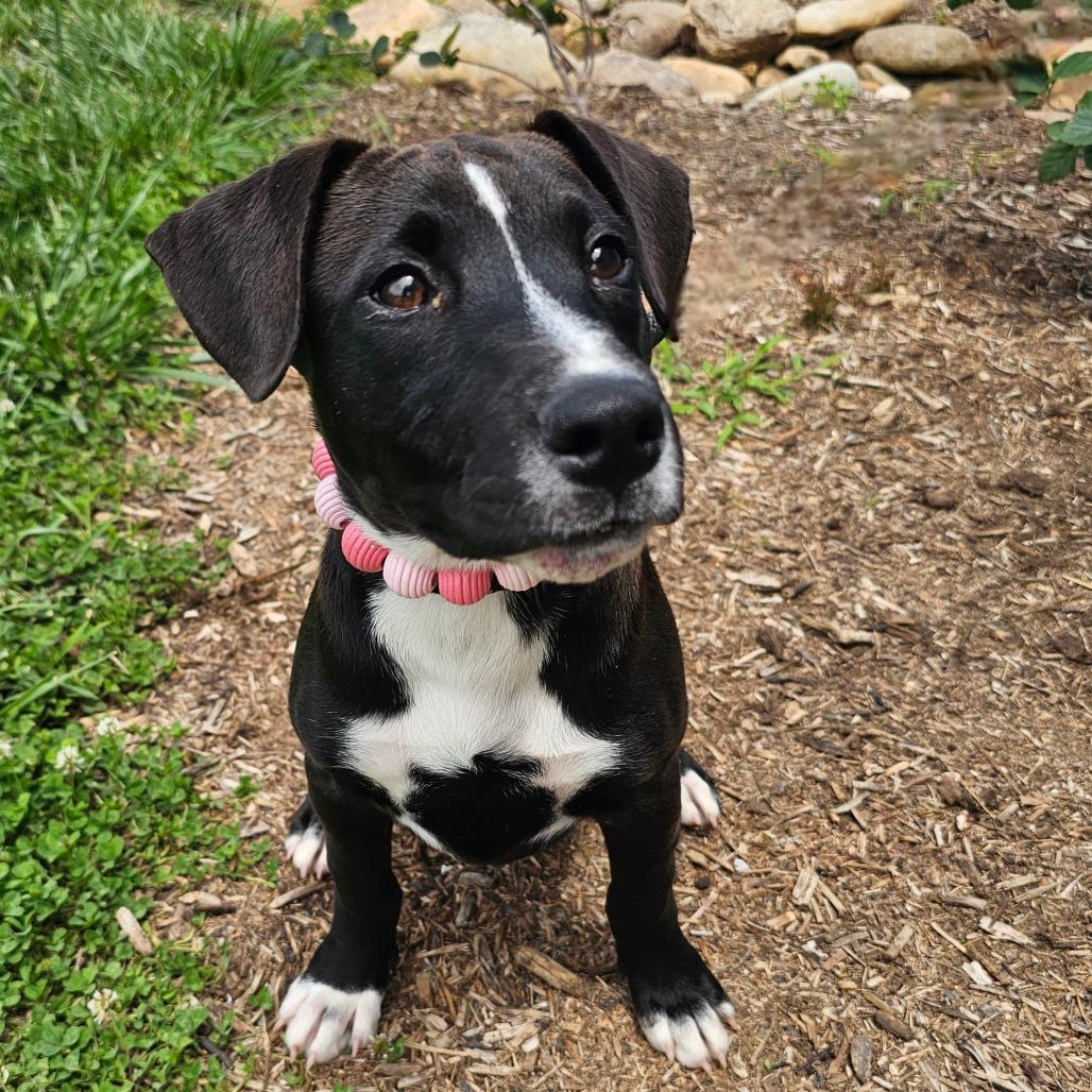 Enlarge Summer, a Adoptable mixed breed in Madisonville, TN image 3/3
