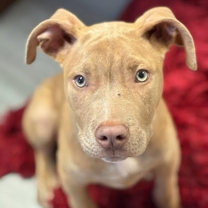 Seal, Adoptable, Puppy Male American Staffordshire Terrier & Weimaraner.