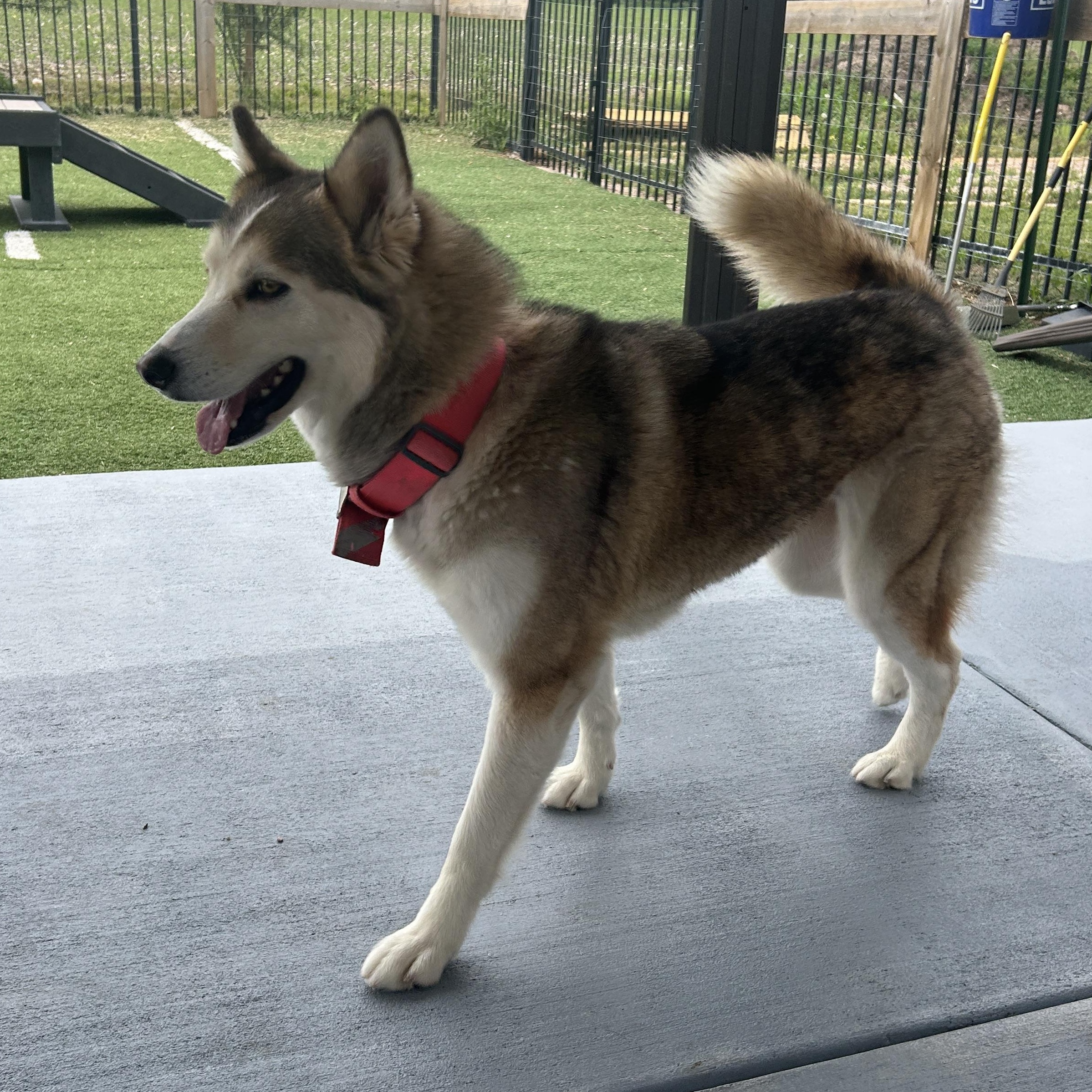Enlarge Ellie, a ADOPTABLE Siberian Husky in Seward, NE image 3/3