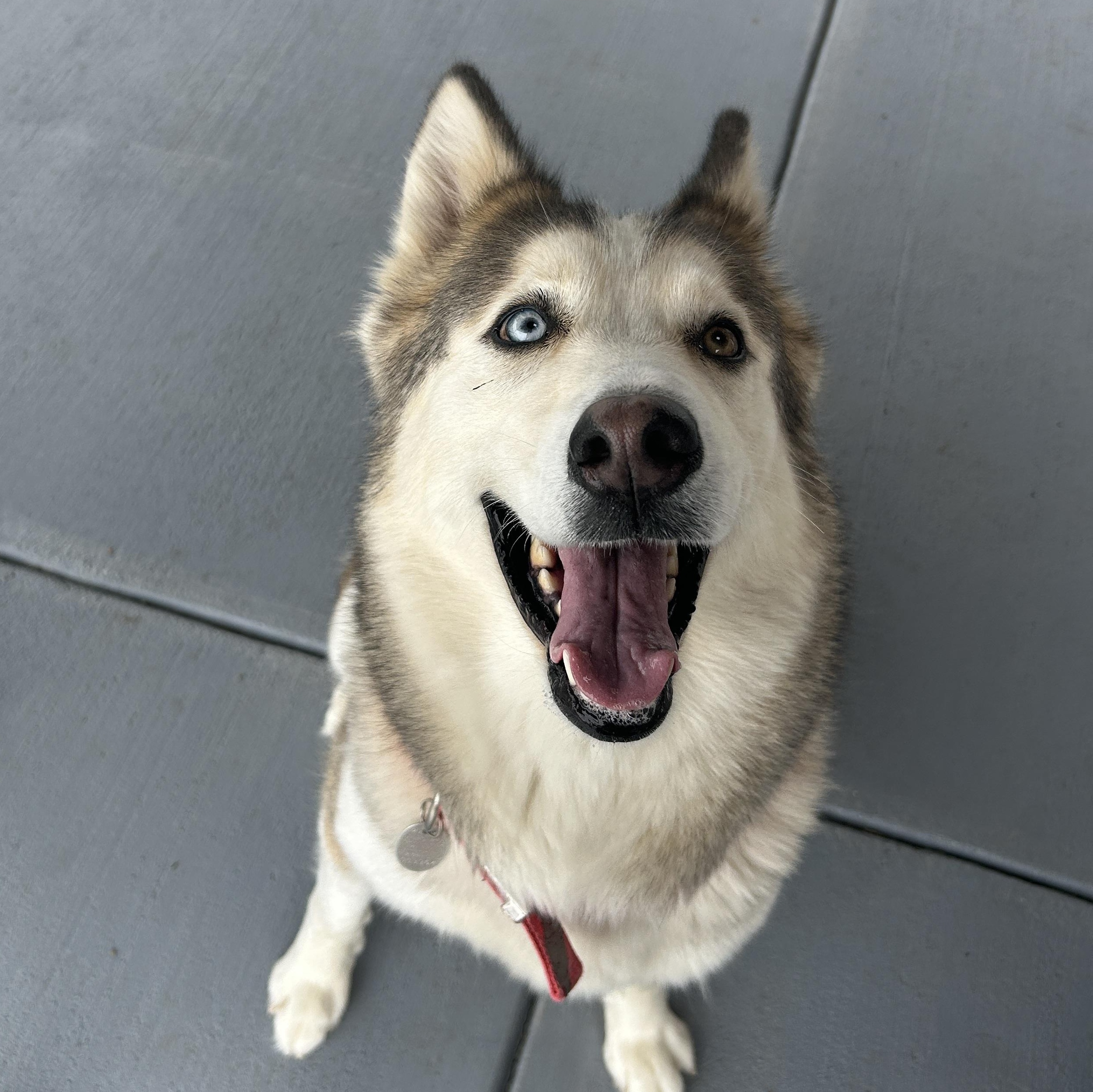 Enlarge Ellie, a ADOPTABLE Siberian Husky in Seward, NE image 2/3