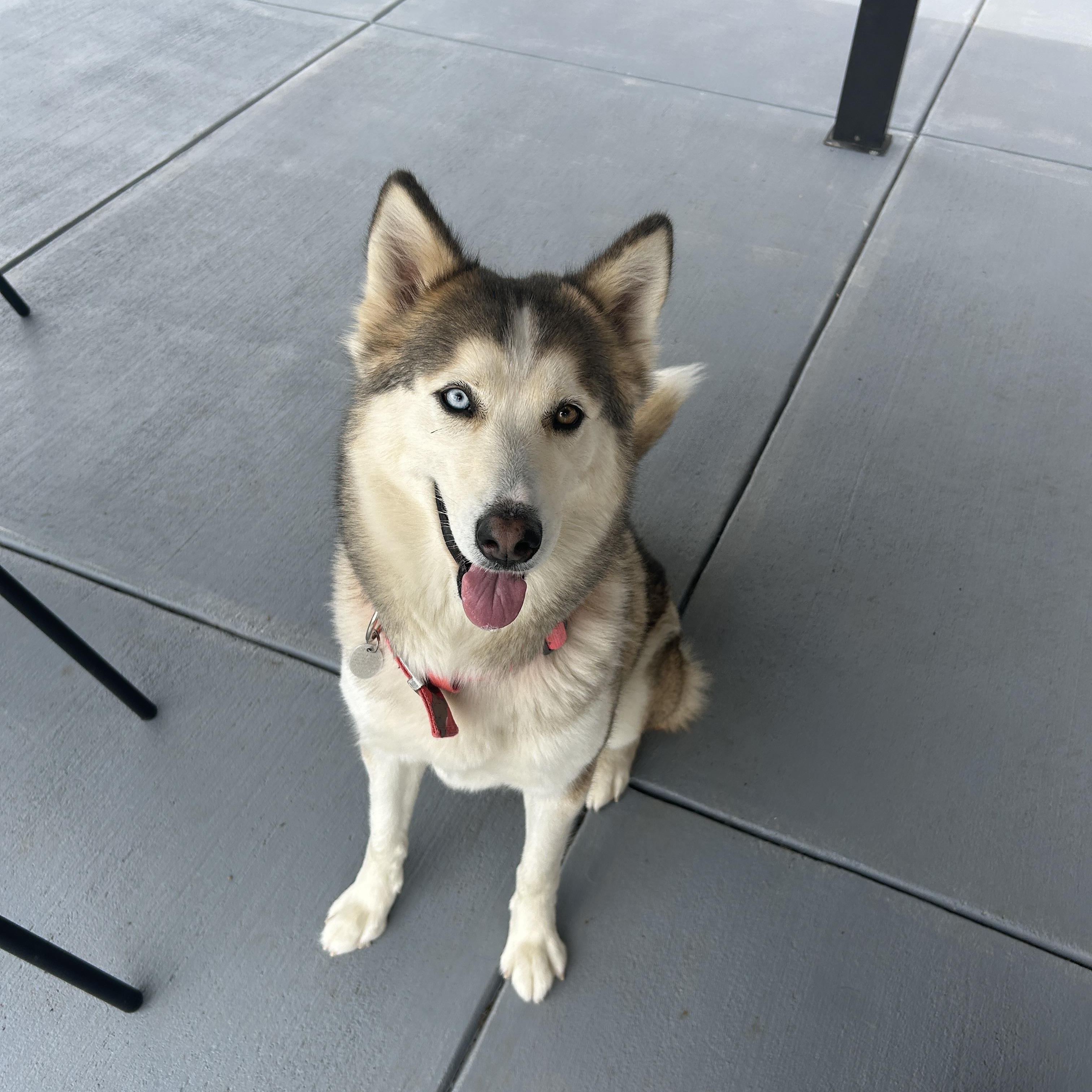 Enlarge Ellie, a ADOPTABLE Siberian Husky in Seward, NE image 1/3