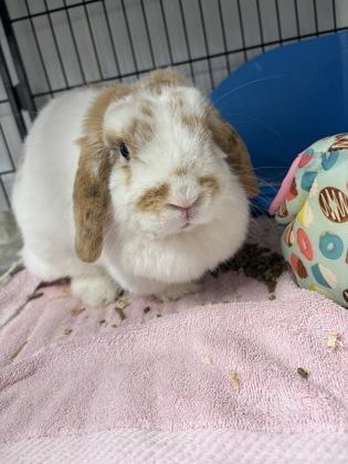Enlarge Honey, a Adoptable Holland Lop in East Brookfield, MA image 1/1