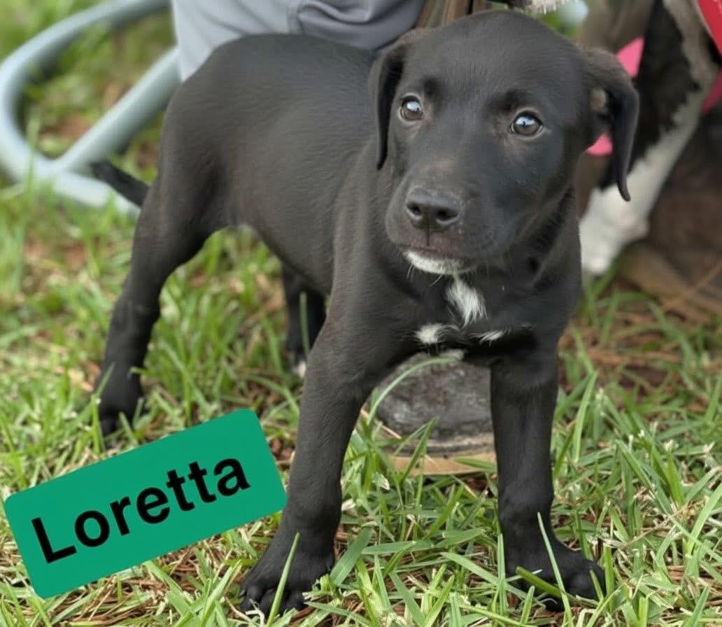 Loretta, Adoptable, Puppy Female Pointer & Labrador Retriever.