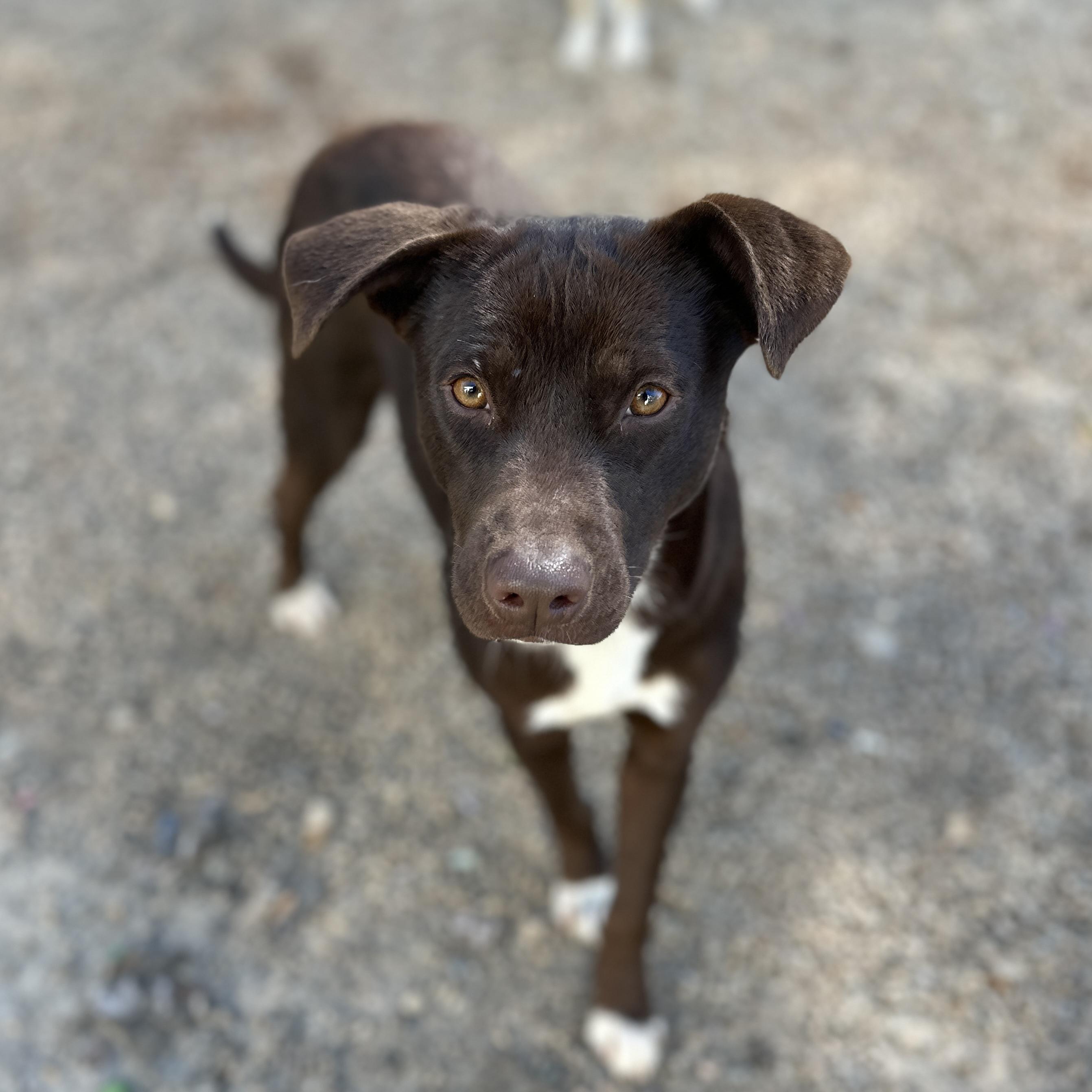 Pillow — thumbnail 4