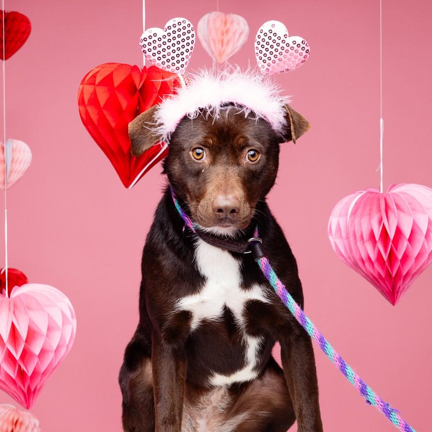 Pillow — thumbnail 5