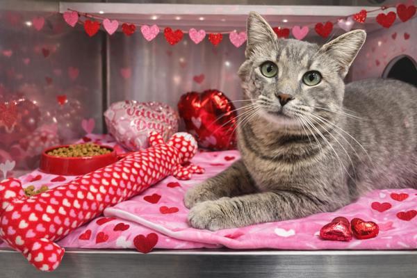 Lovebug, Adoptable, Adult Male Domestic Short Hair.