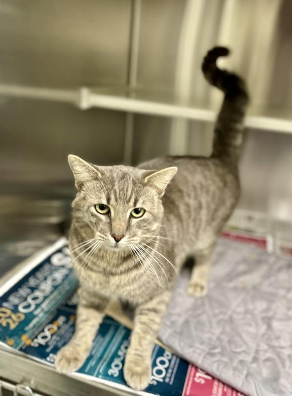 Enlarge Lovebug, a Adoptable mixed breed in Lafayette, LA image 2/2