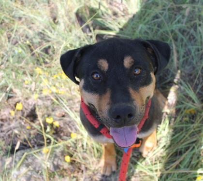 Enlarge Reagle, a ADOPTABLE mixed breed in Lakeside, AZ image 1/1