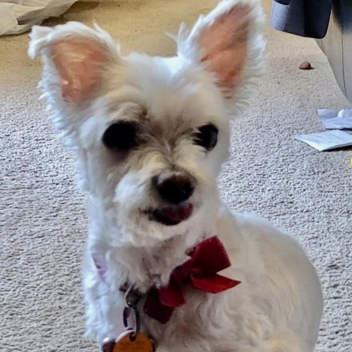 Satin Passage, a Adoptable Maltese in Plano, TX image 2/2
