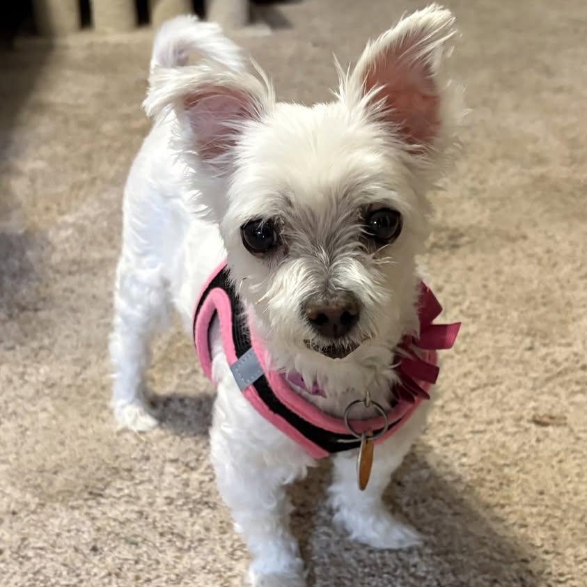Satin Passage, a Adoptable Maltese in Plano, TX image 1/2