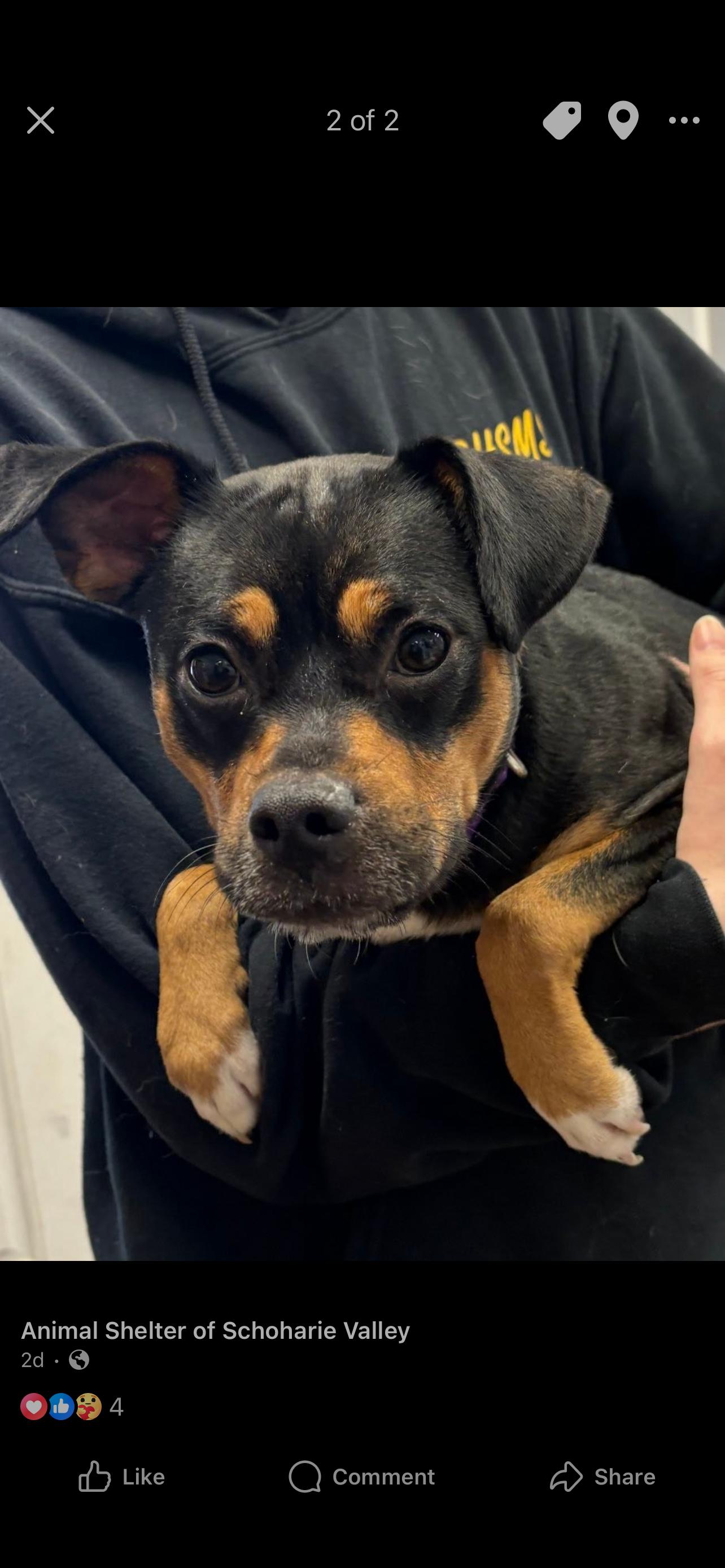 Carol , adopted, Adult Female Mixed Breed.