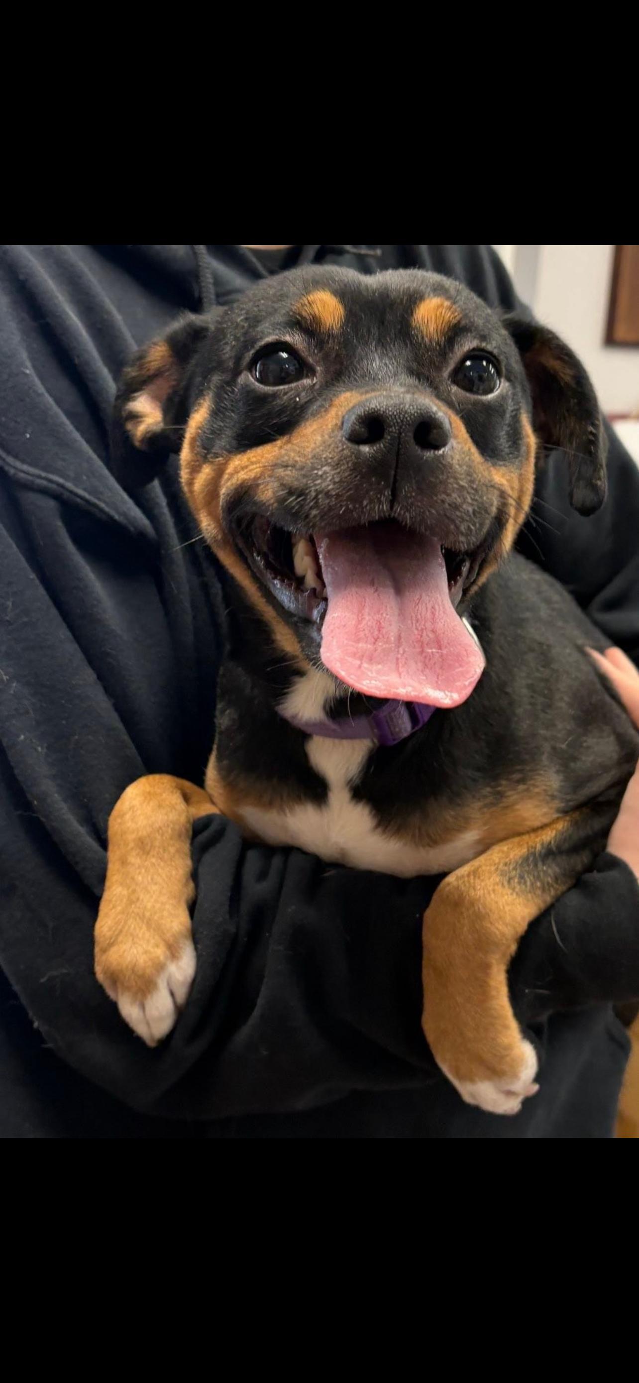 Enlarge Carol , an adopted mixed breed in Howes Cave, NY image 2/2