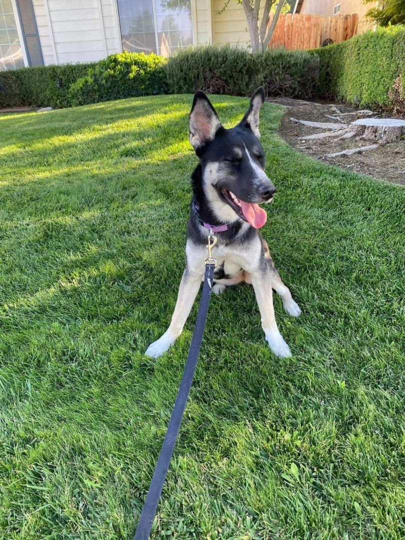 Layla, Adopted, Young Female Siberian Husky & Mixed Breed.