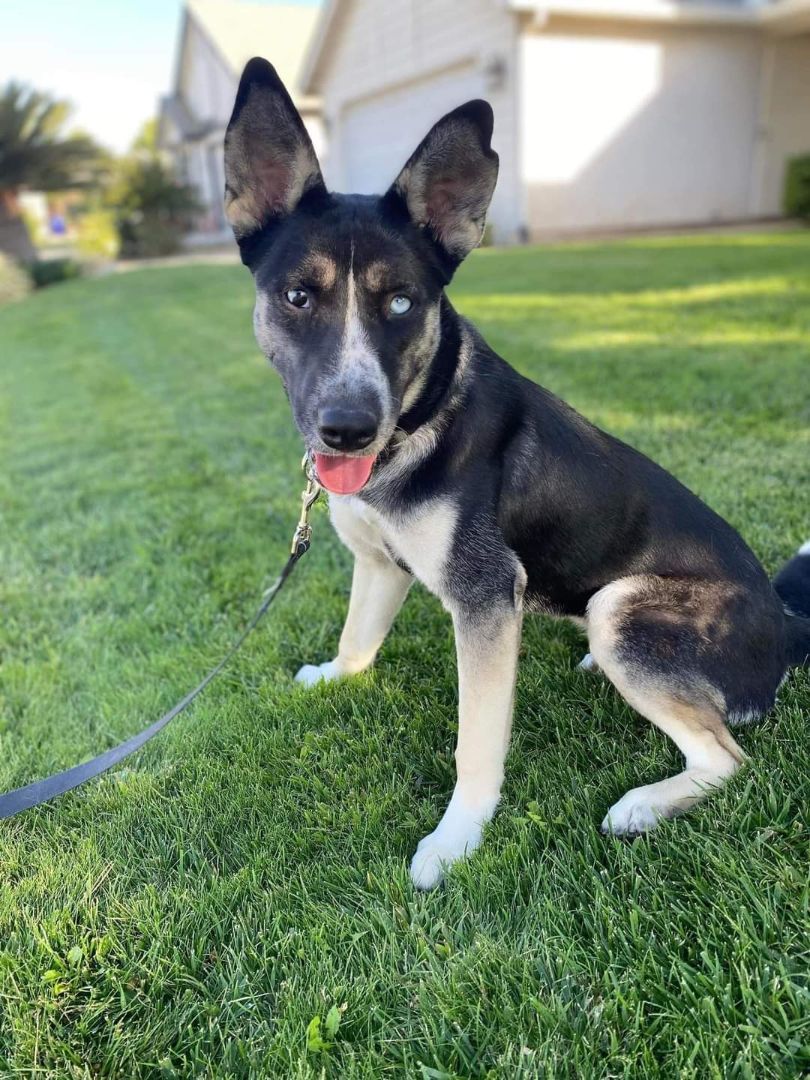 Enlarge Layla, a Adopted mixed breed in Yreka, CA image 2/6