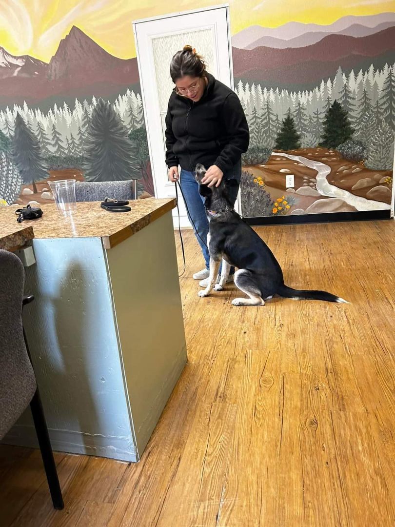 Enlarge Layla, a Adopted mixed breed in Yreka, CA image 3/6