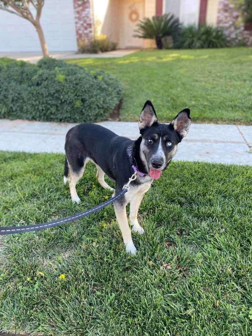 Enlarge Layla, a Adopted mixed breed in Yreka, CA image 4/6