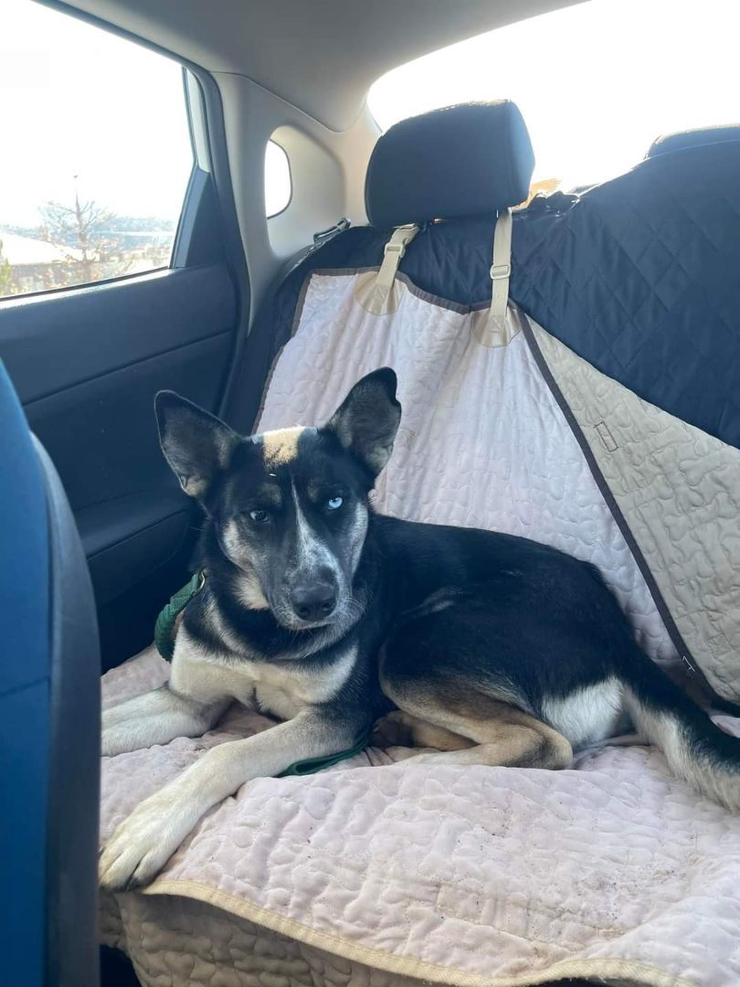 Enlarge Layla, a Adopted mixed breed in Yreka, CA image 5/6