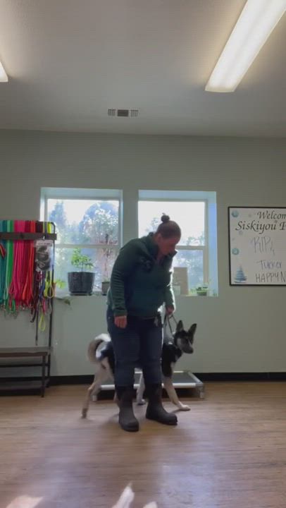 Enlarge Layla, a Adopted mixed breed in Yreka, CA video 6/6