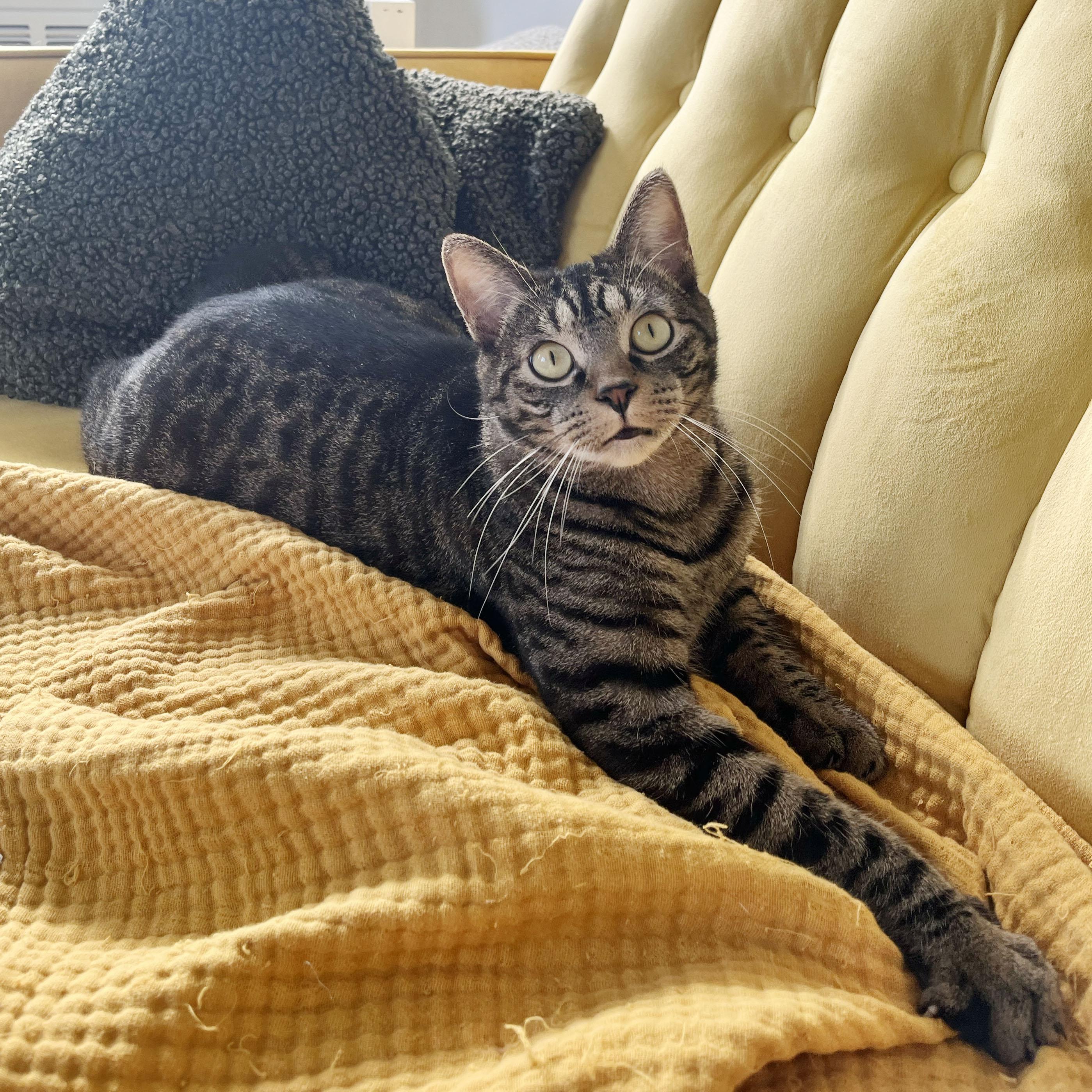 Enlarge Puffer, a Adoptable Domestic Short Hair in BROOKLYN, NY image 4/6