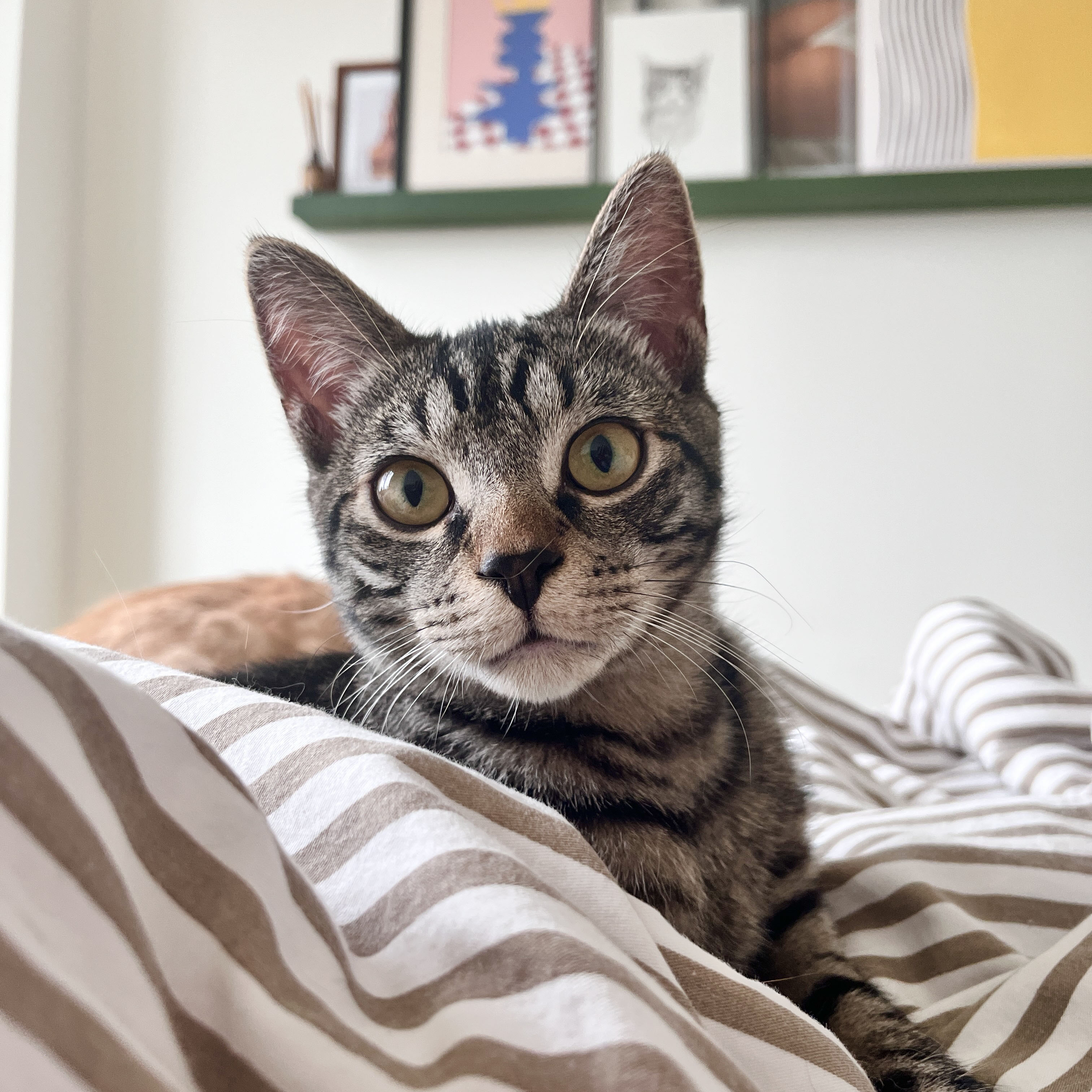 Enlarge Puffer, a Adoptable Domestic Short Hair in BROOKLYN, NY image 3/6