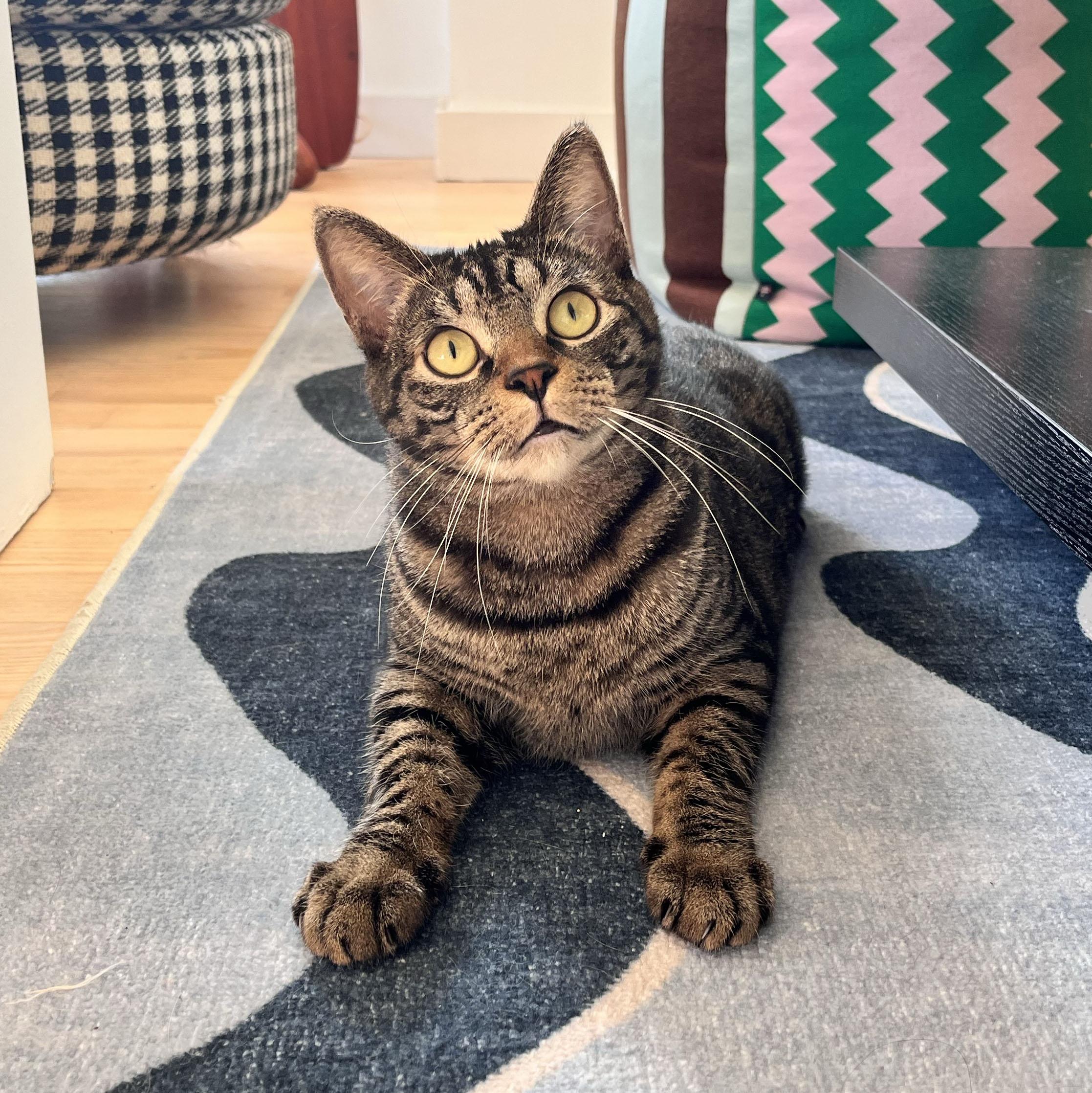 Enlarge Puffer, a Adoptable Domestic Short Hair in BROOKLYN, NY image 5/6