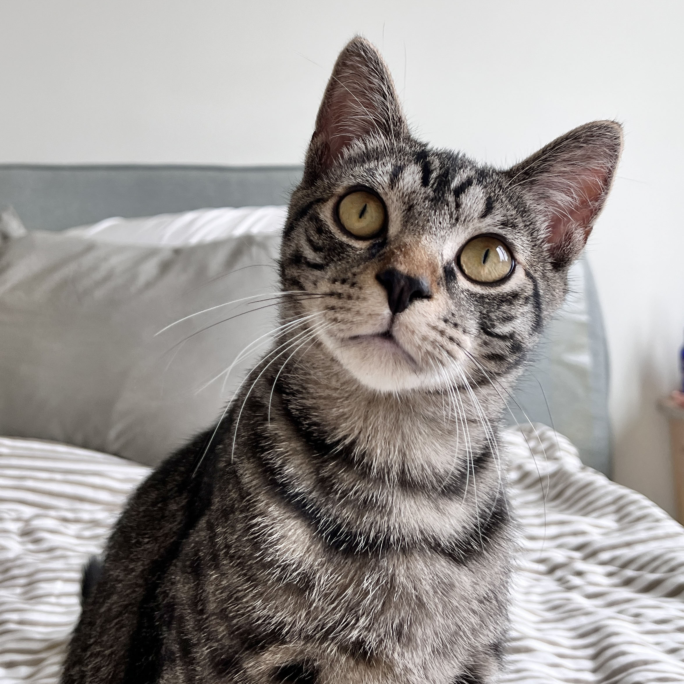 Enlarge Puffer, a Adoptable Domestic Short Hair in BROOKLYN, NY image 2/6