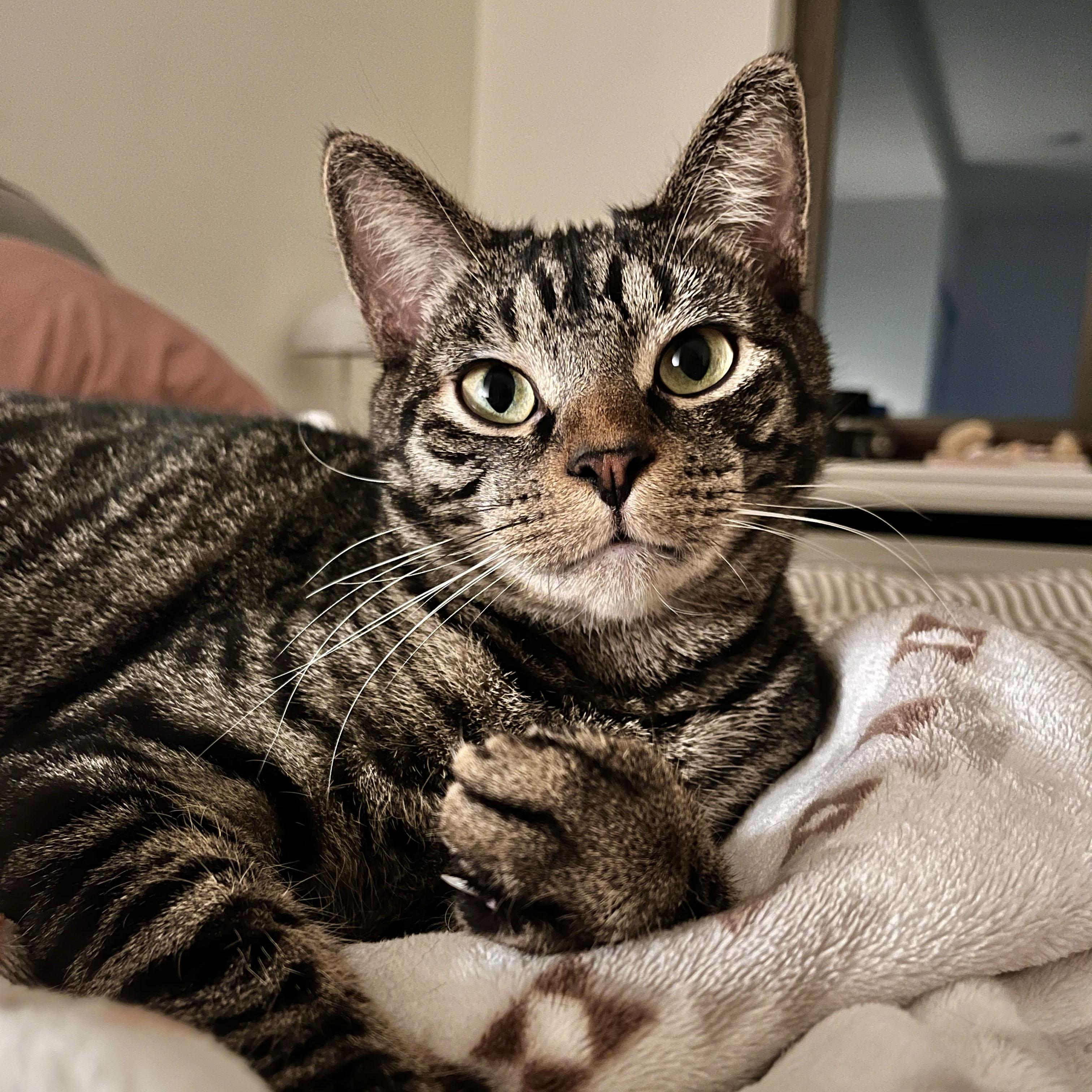 Puffer, Adoptable, Young Male Domestic Short Hair.