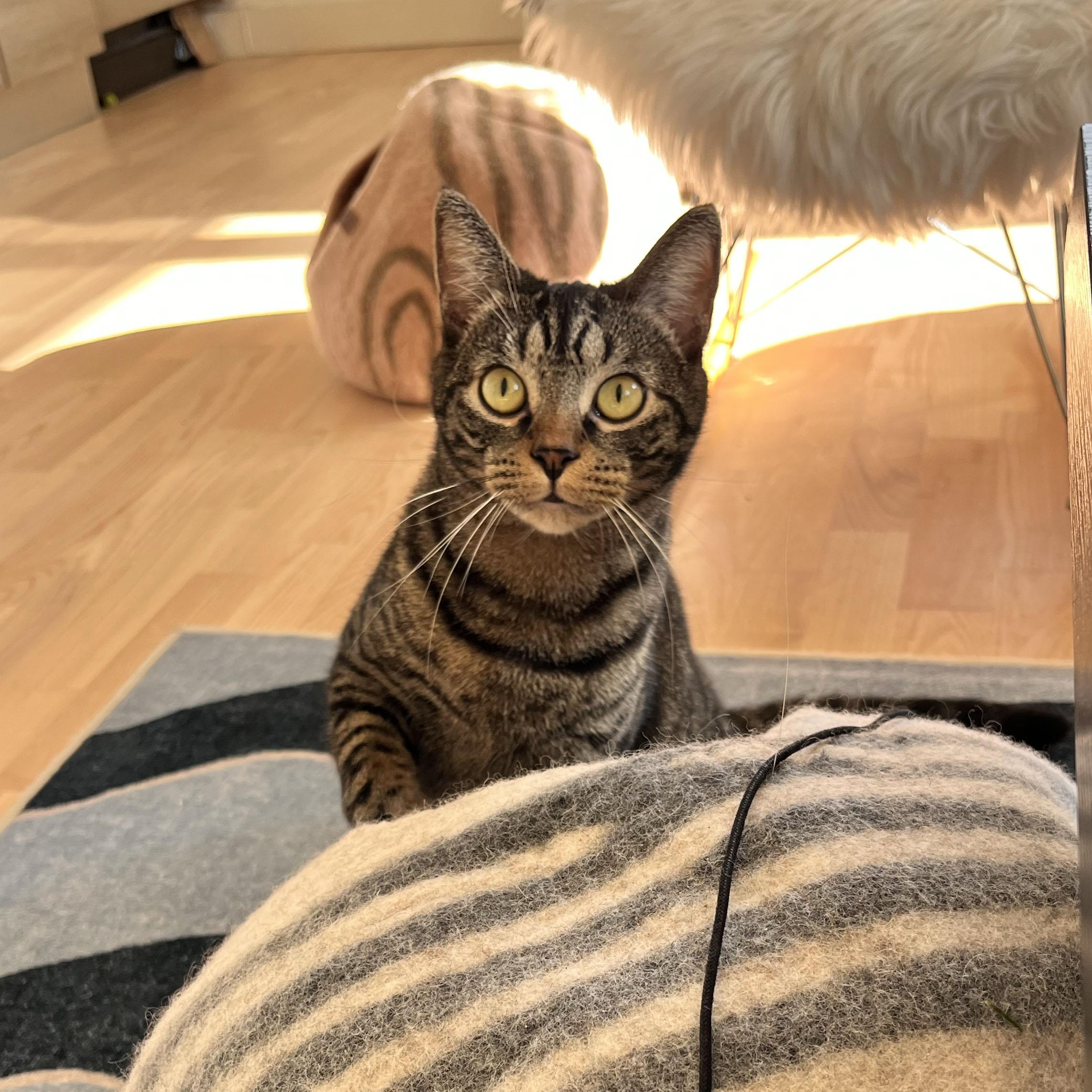 Enlarge Puffer, a Adoptable Domestic Short Hair in BROOKLYN, NY image 6/6