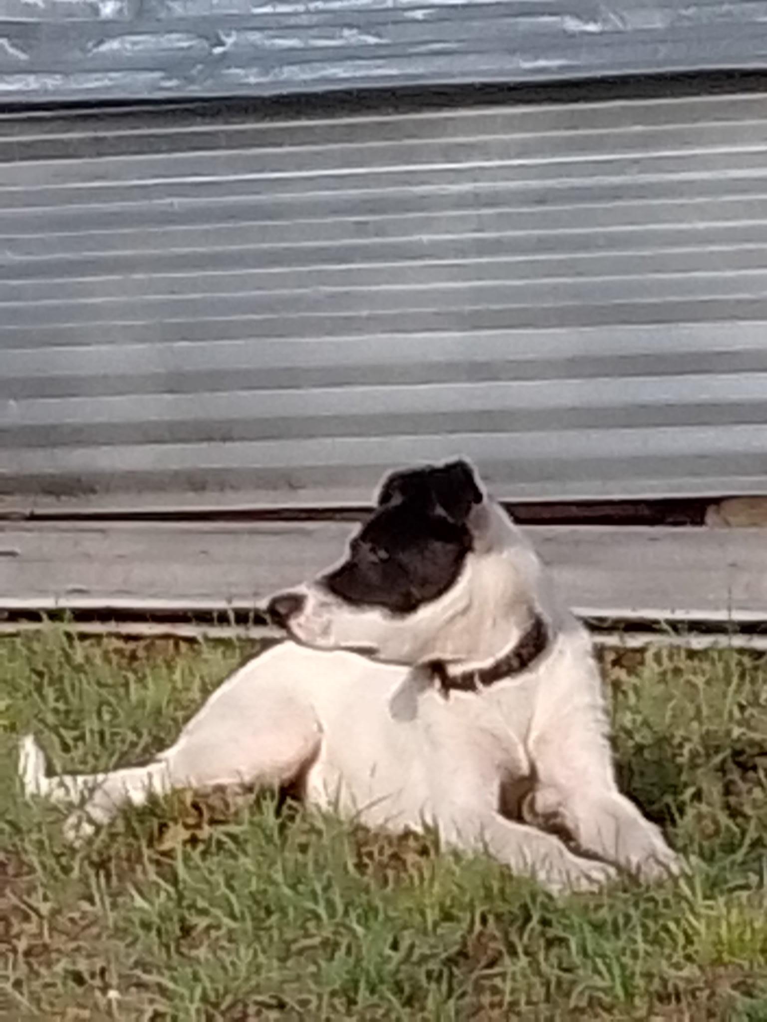 Enlarge Way-lon, a Adopted mixed breed in Lavon, TX image 2/6