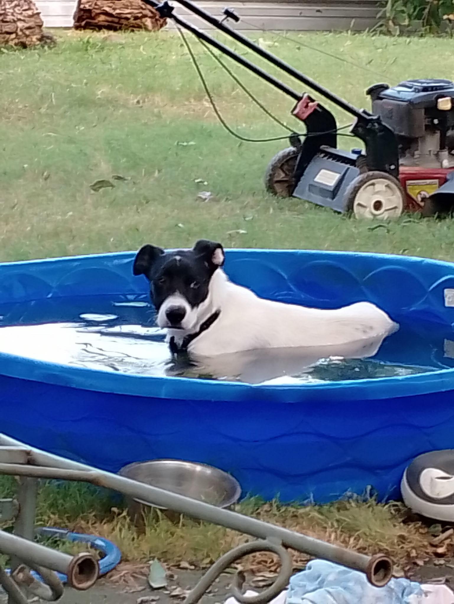 Way-lon, an adoptable McNab, Collie in Lavon, TX, 75166 | Photo Image 2