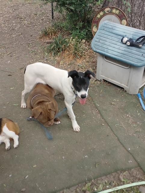 Way-lon, an adoptable McNab, Collie in Lavon, TX, 75166 | Photo Image 4