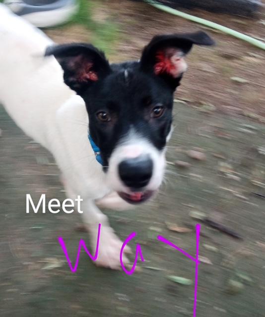 Way-lon, an adoptable McNab, Collie in Lavon, TX, 75166 | Photo Image 6