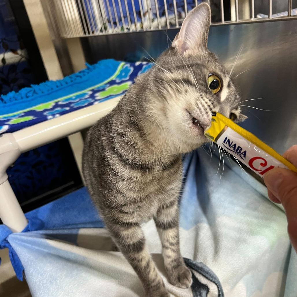 Sophie, Adoptable, Adult Female Domestic Short Hair.