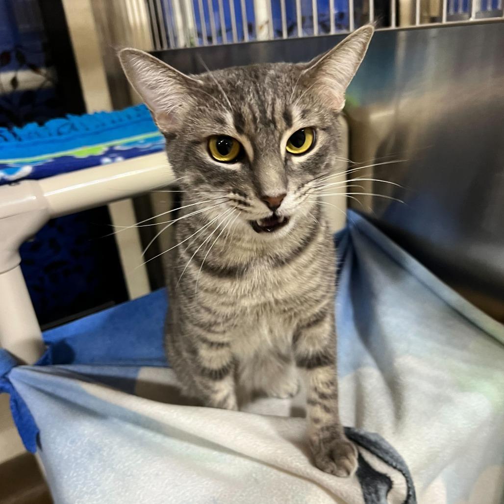 Sophie, a Adoptable Domestic Short Hair in Naperville, IL image 2/5