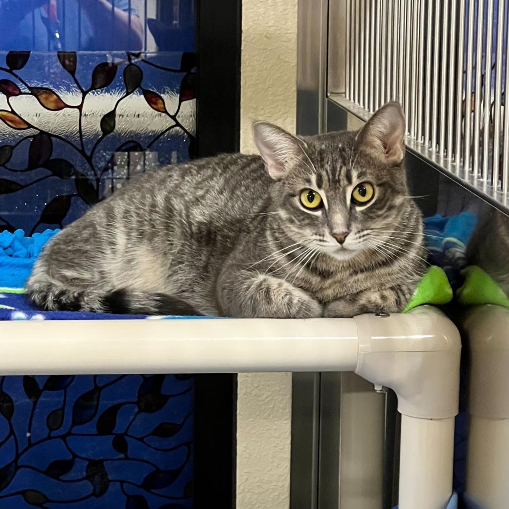 Sophie, a Adoptable Domestic Short Hair in Naperville, IL image 3/5