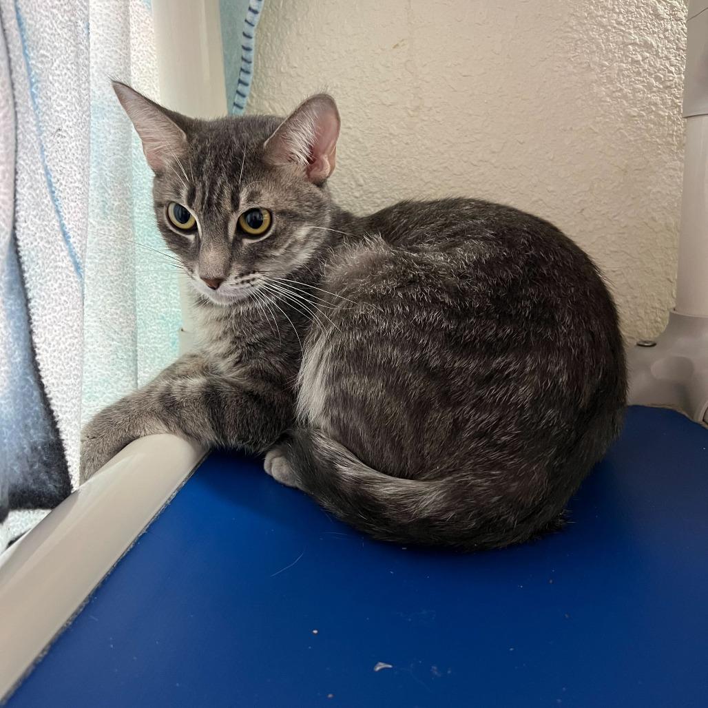 Sophie, a Adoptable Domestic Short Hair in Naperville, IL image 4/5