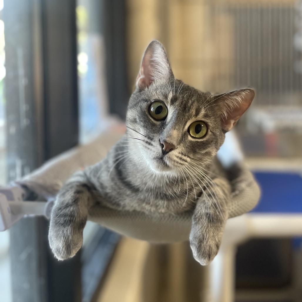 Sophie, a Adoptable Domestic Short Hair in Naperville, IL image 5/5