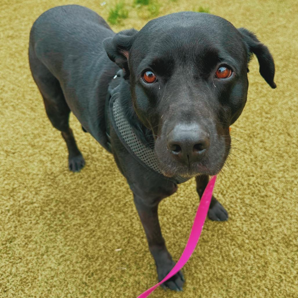 Enlarge Mia, a ADOPTABLE mixed breed in Hays, KS image 4/6