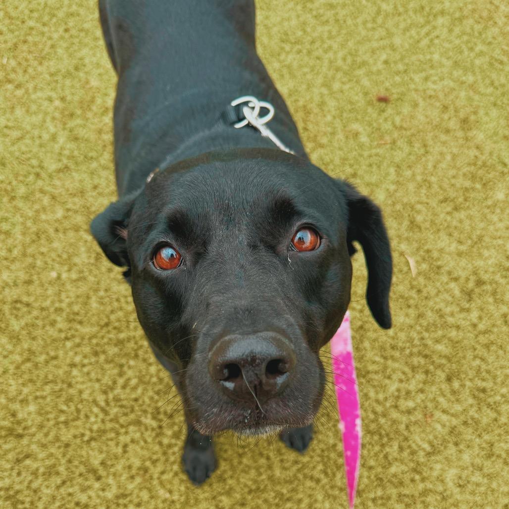 Enlarge Mia, a ADOPTABLE mixed breed in Hays, KS image 3/6