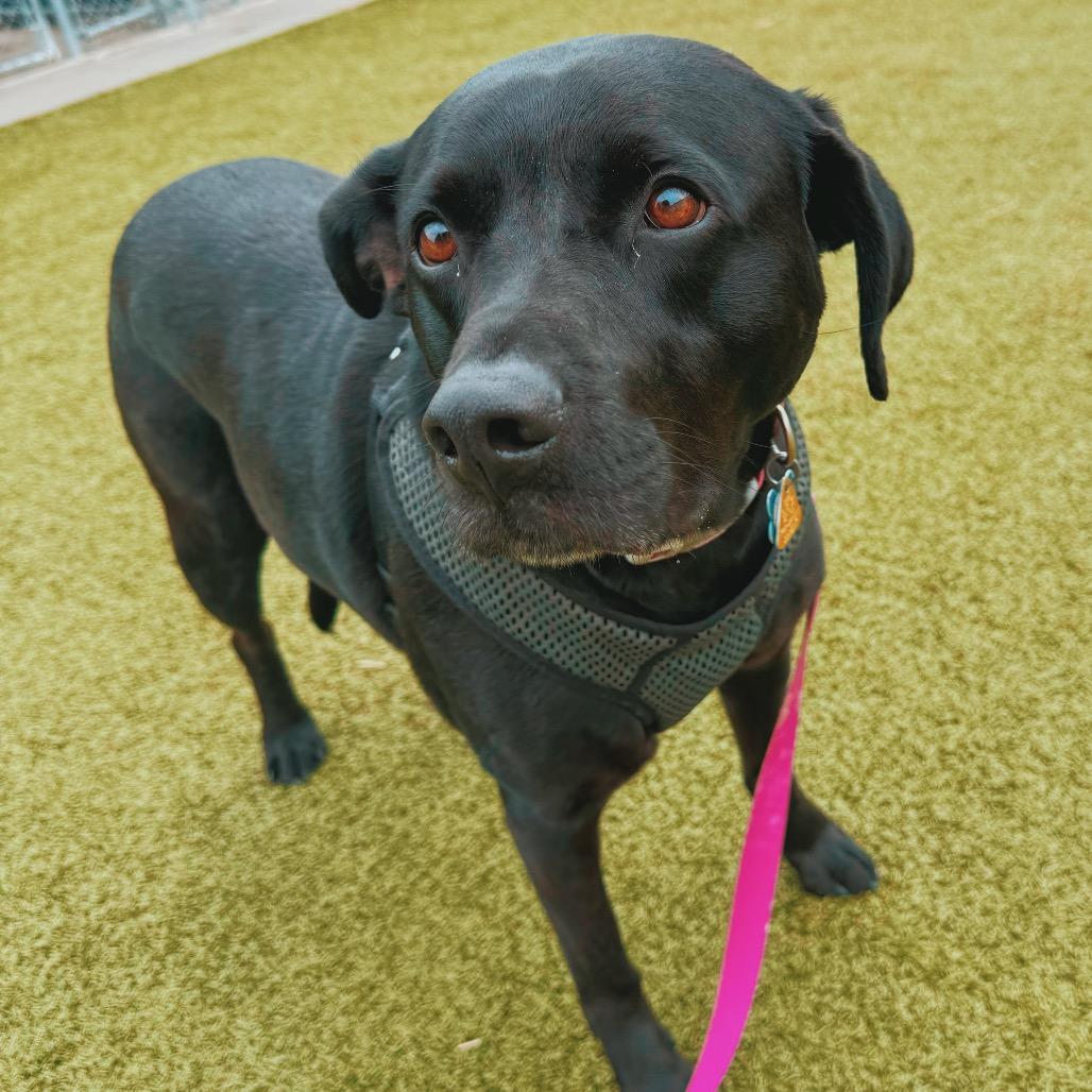 Enlarge Mia, a ADOPTABLE mixed breed in Hays, KS image 6/6