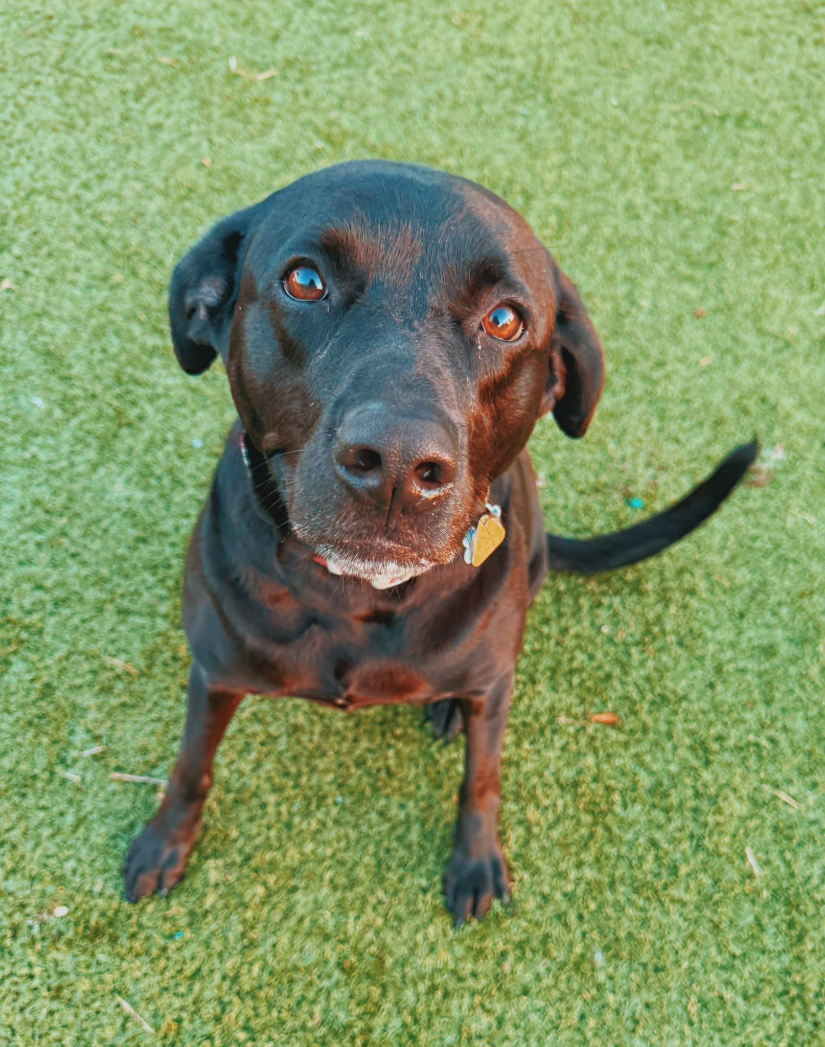 Enlarge Mia, a ADOPTABLE mixed breed in Hays, KS image 1/6