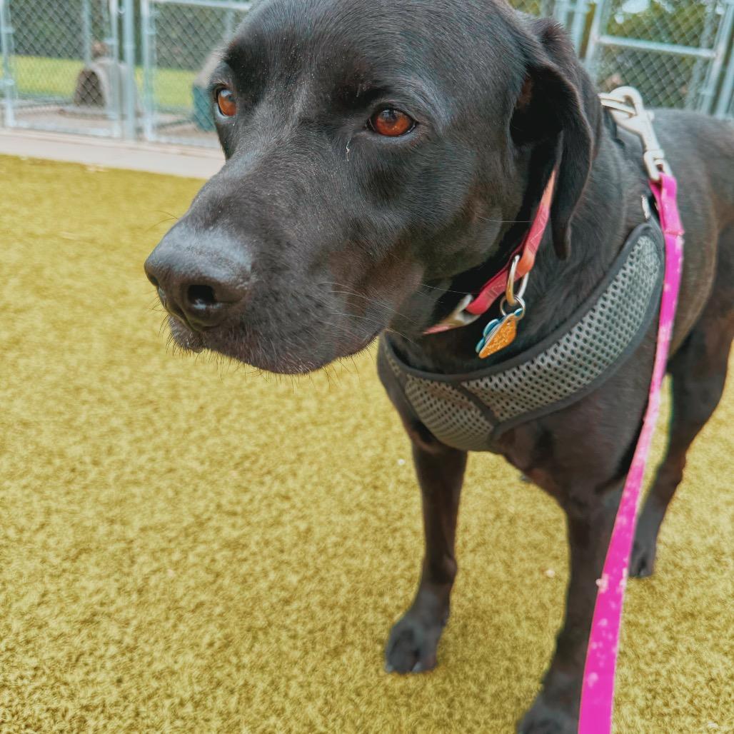 Enlarge Mia, a ADOPTABLE mixed breed in Hays, KS image 5/6