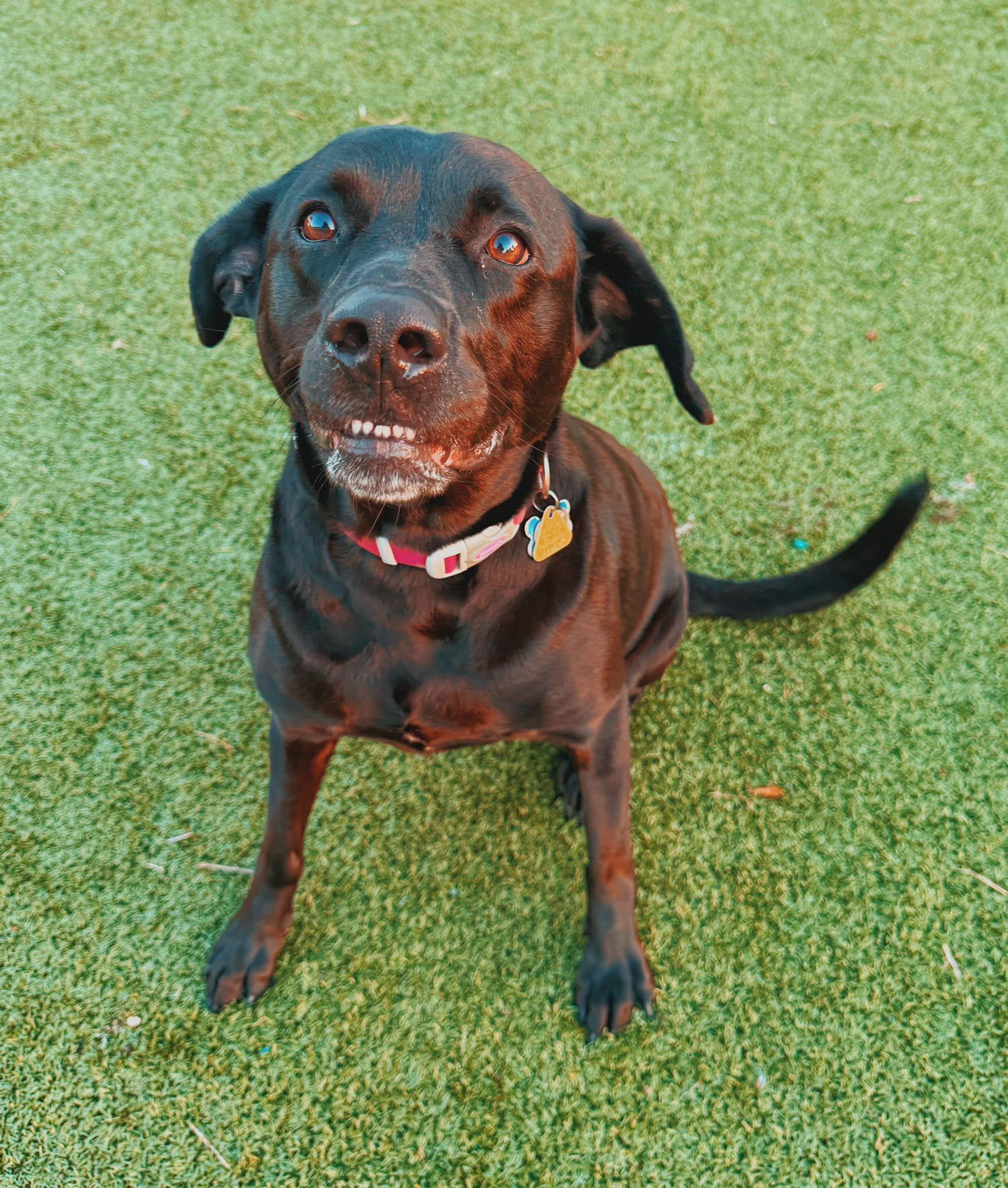 Enlarge Mia, a ADOPTABLE mixed breed in Hays, KS image 2/6