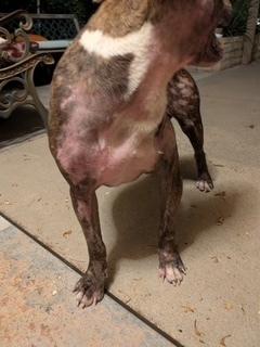 Enlarge Roscoe, a Adopted mixed breed in Puerto Penasco, SON image 1/1