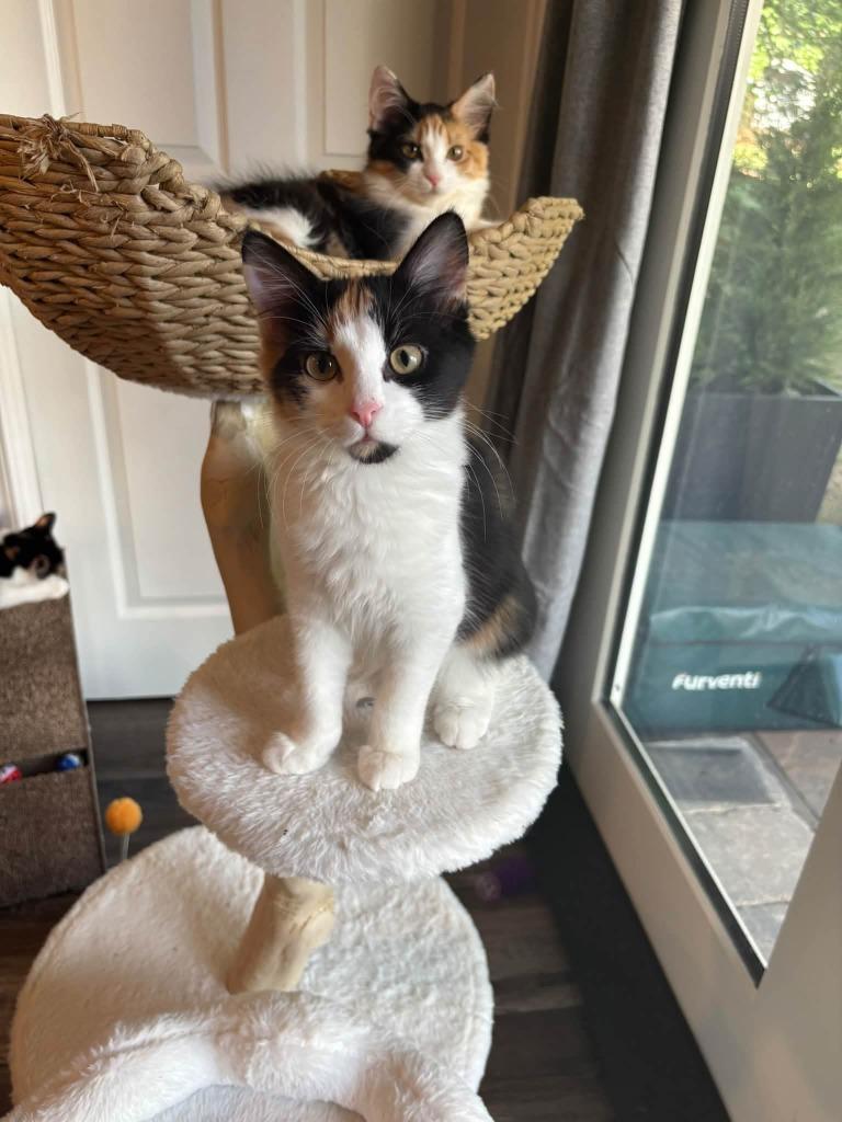 Magnolia, Adoptable, Kitten Female Domestic Medium Hair.